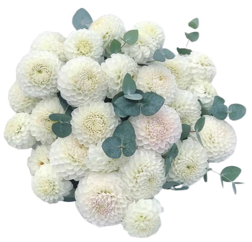 White Dahlia with Eucalyptus Bouquet - Florist London