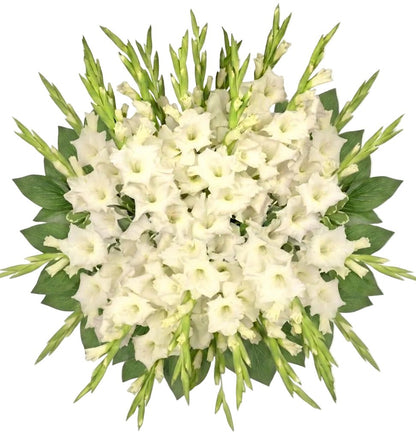 White Gladiolus Bouquet - Florist London