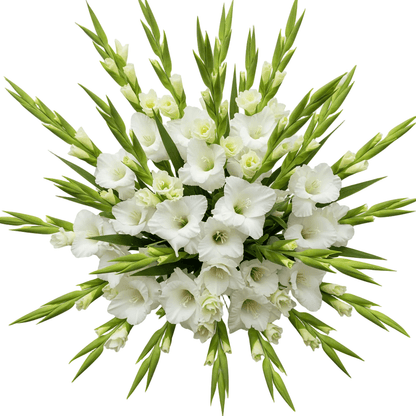 White Gladiolus Bouquet - Florist London