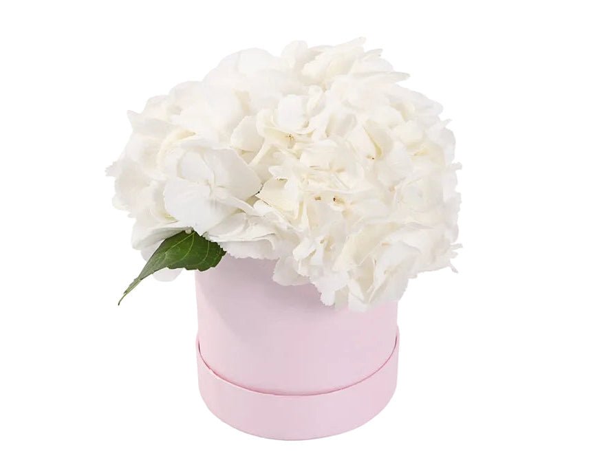 White Hydrangea in a Box - Florist London