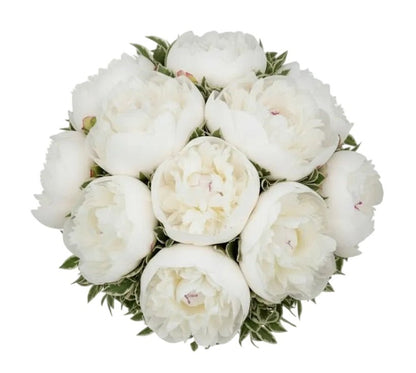 White Peonies with Pittosporum Bouquet - Florist London