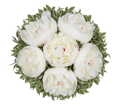 White Peonies with Pittosporum Bouquet - Florist London