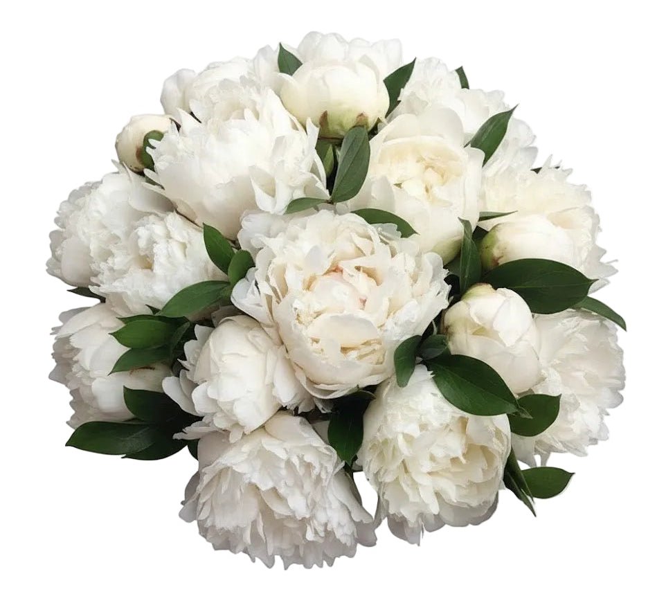 White Peonies with Ruscus Bouquet - Florist London