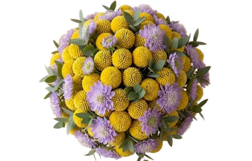 Yellow Craspedia with Scabiosa Modern Bouquet - Florist London
