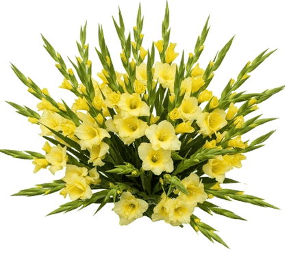 Yellow Gladiolus Bouquet - Florist London
