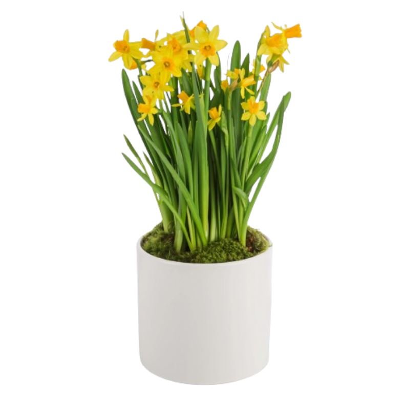 Yellow Narcissus in Pot - Florist London