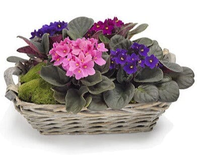 A Basket of African Violet - Florist London
