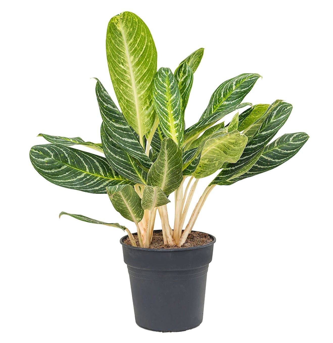 Aglaonema Key Lime Plant - Florist London