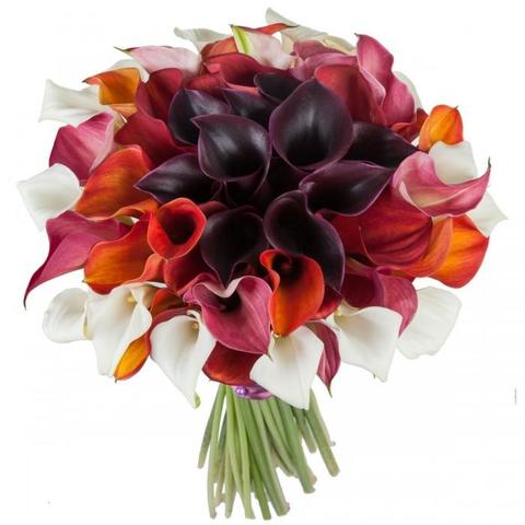 Amazing Calla Lily Rainbow Bouquet - Florist London