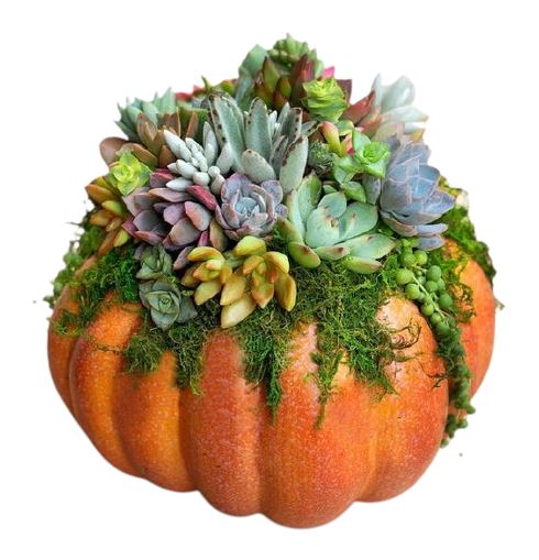 Amazing Succulent Pumpkin Arrangement - Florist London