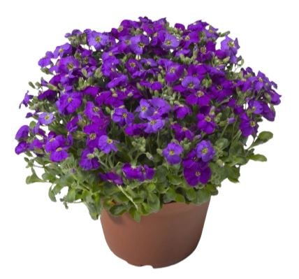 Aubrieta - Florist London