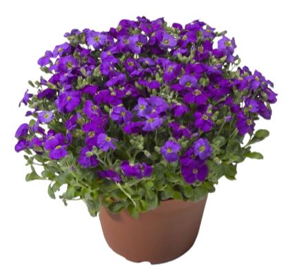 Aubrieta