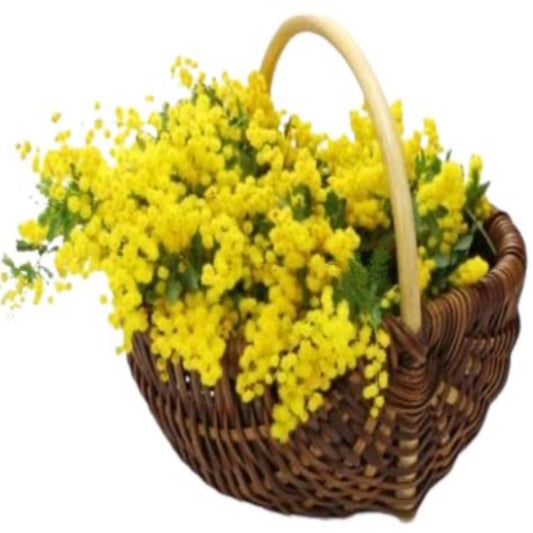 Basket of Mimosa - Florist London
