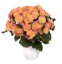 Begonia Belove Peach