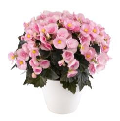 Begonia Betula Candy