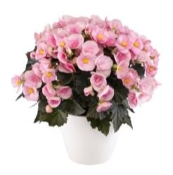 Begonia Betula Candy - Florist London