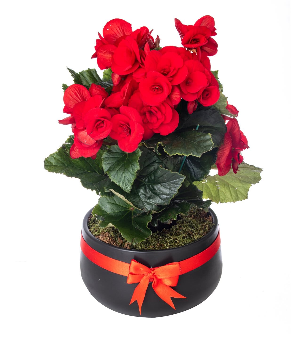 Begonia Red - Florist London