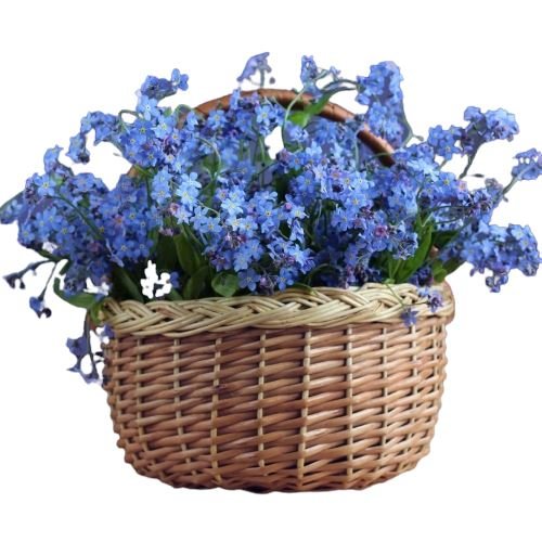 Blue Forget - Me - Not Flowers in Basket - Florist London