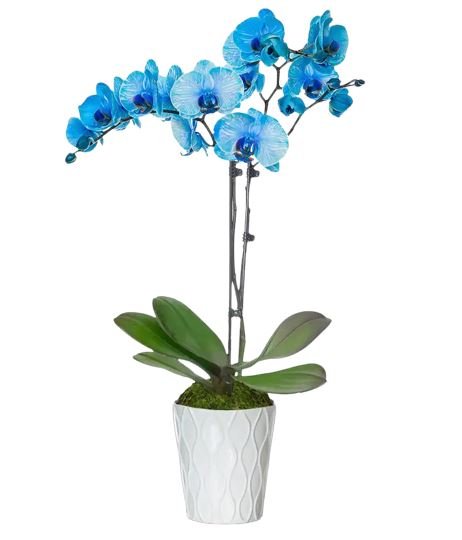 Blue Phalaenopsis Orchids In Ceramic Pot - Florist London