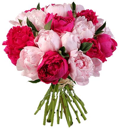 Bouquet of Cerise and Pink Peonies - Florist London
