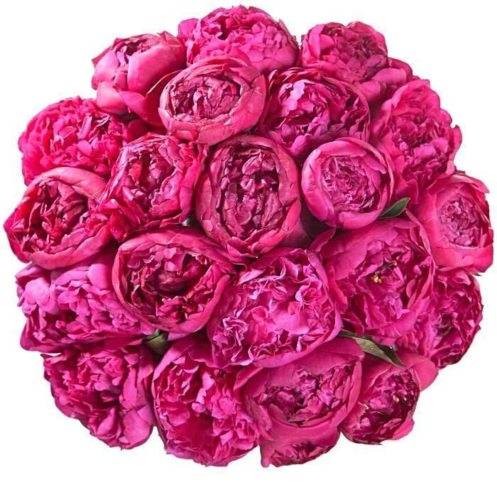 Bouquet of Cerise Peonies - Florist London