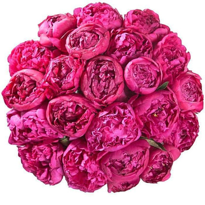 Bouquet of Cerise Peonies - Florist London
