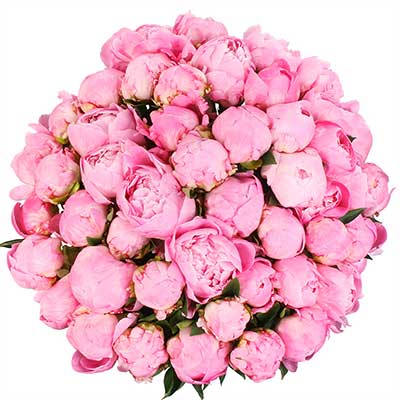 Bouquet of Pink Peonies - Florist London