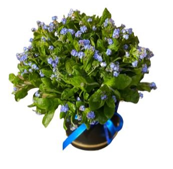 Box of Blue Forget - Me - Not - Florist London