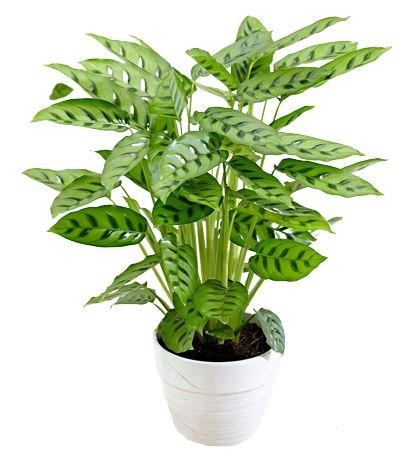 Calathea Leopardina Plant - Florist London
