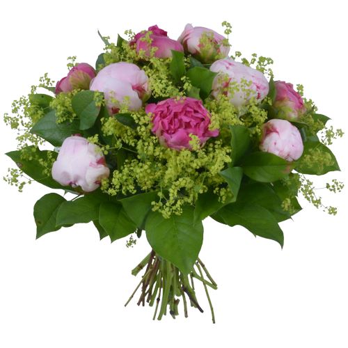 Cerise and Pink Peonies with Alchemilla