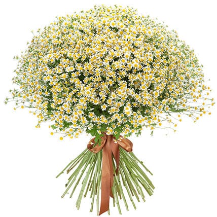 Cheerful Daisy Tanacetum Bouquet - Florist London