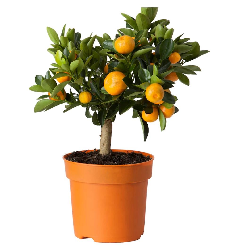 Citrus Calamondin Orange Tree - Florist London