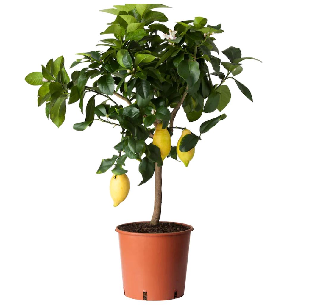 Citrus Lemon Tree