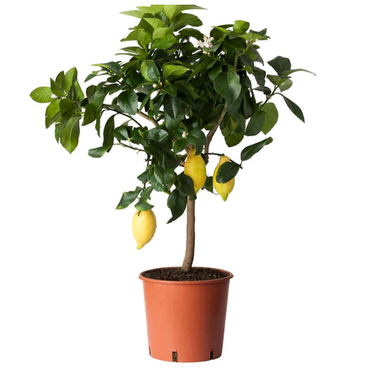 Citrus Lemon Tree