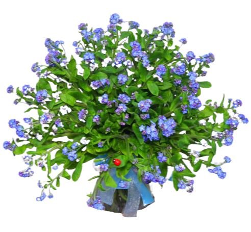 Classic Blue Forget - Me - Not Bouquet - Florist London