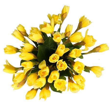Classic Bouquet of Daffodils - Florist London