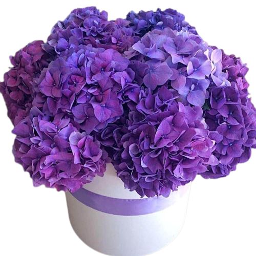 Classic Box of Hydrangea - Florist London