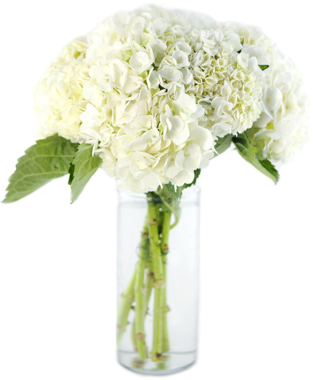 Classic Hydrangea in Vase - Florist London
