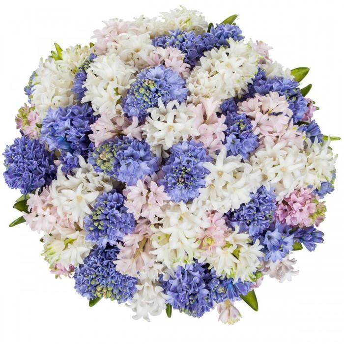 Colorful Bouquet of Hyacinths