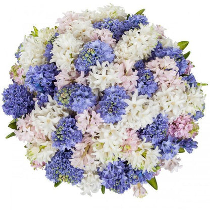 Colorful Bouquet of Hyacinths
