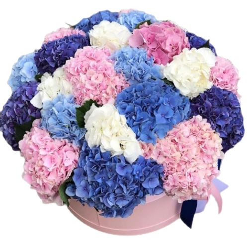 Colorful Box of Hydrangeas