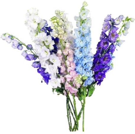 Colourful Delphinium