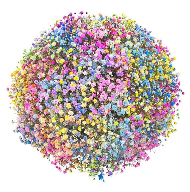 Colourful Gypsophila Box - Florist London