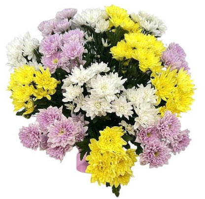 Colourful Queen Chrysanthemum Bouquet - Florist London