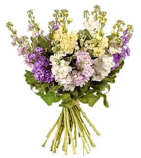 Colourful Stock Bouquet - Florist London