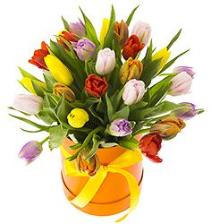 Colourful Tulips Box - Florist London