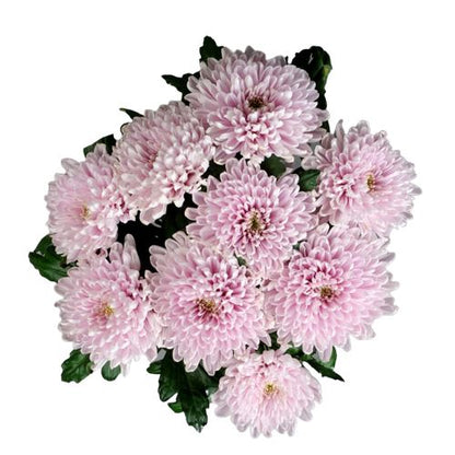 Cute Pink Chrysanthemum Bouquet