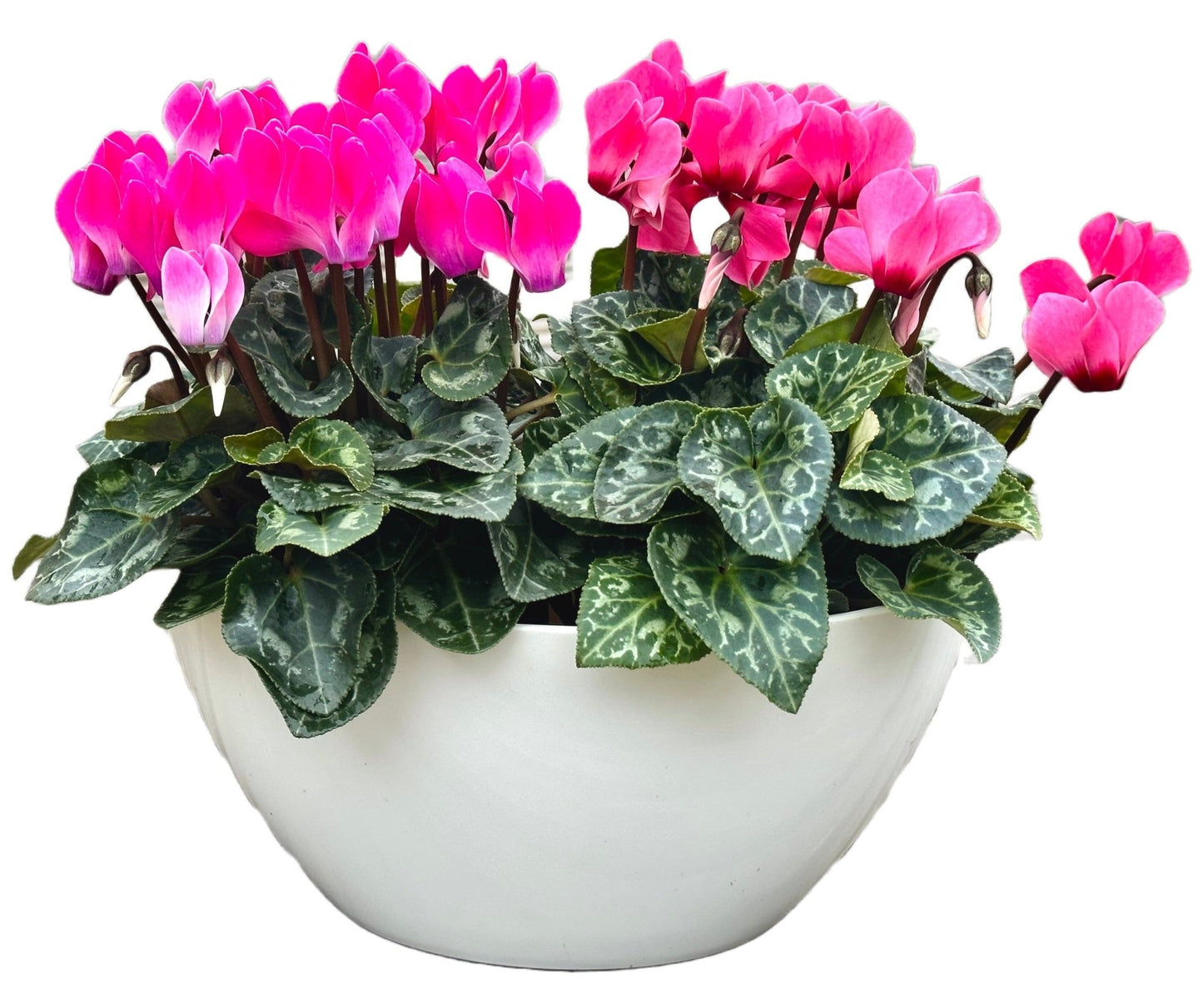 Cyclamen Oval Pot Arrangement - Florist London