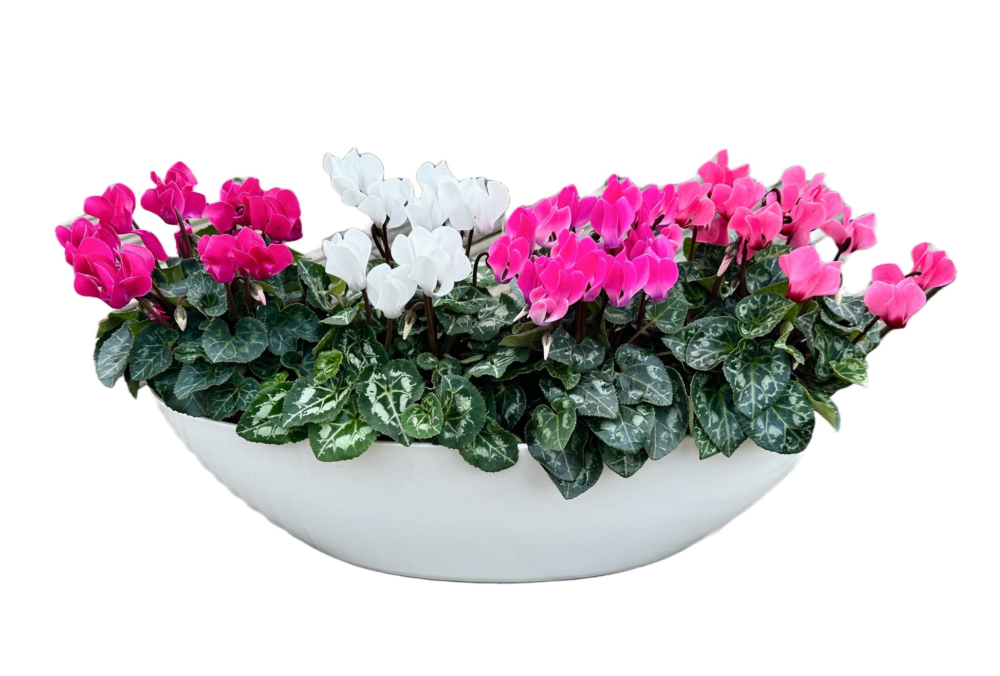 Cyclamen Oval Pot Arrangement