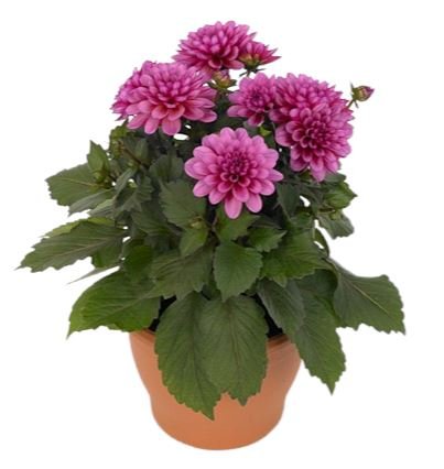 Dahlia Dahlietta Emily Plant - Florist London